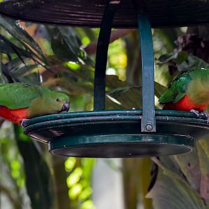 New Species at Australia Zoo: Australian King-Parrots