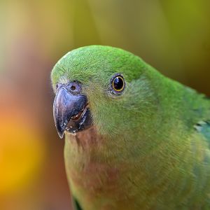 New Species at Australia Zoo: Australian King-Parrot