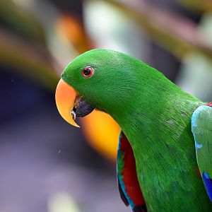 Eclectus Parrot