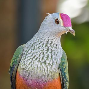 Rose-crowned Fruit-Dove