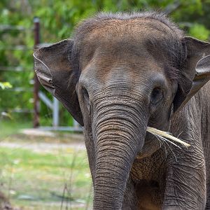 Sumatran Elephant