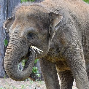 Sumatran Elephant