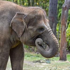 Sumatran Elephant