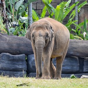 Sumatran Elephant