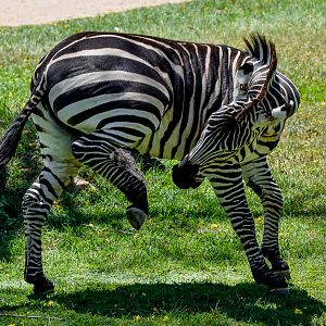 Grant's Zebra