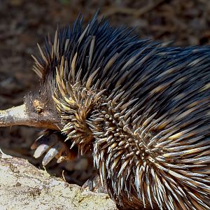 Short-beaked Echidna