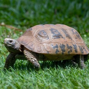 Elongated Tortoise