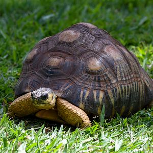 Radiated Tortoise
