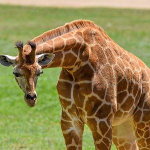 Giraffe calf
