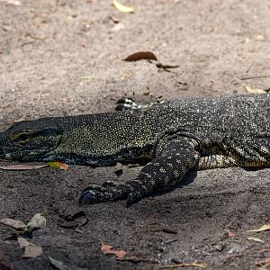 wild - Lace Monitor