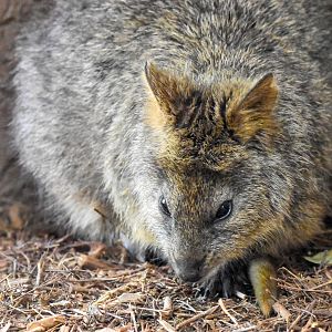 New Species at Australia Zoo: Quokka