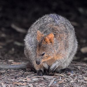 New Species at Australia Zoo: Quokka