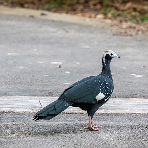Blue-throated Piping Guan