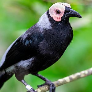 Coleto (Sarcops calvus)