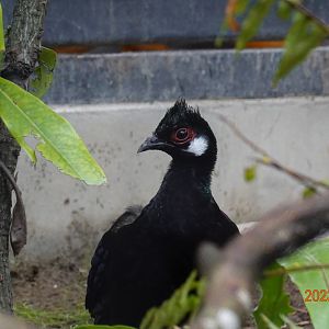 Palawan Peacock-pheasant (Polyplectron napoleonis)