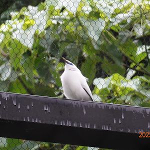Bali Myna (Leucopsar rothschildi)