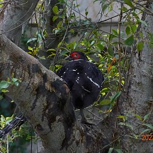 Mikado Pheasant (Syrmaticus mikado)