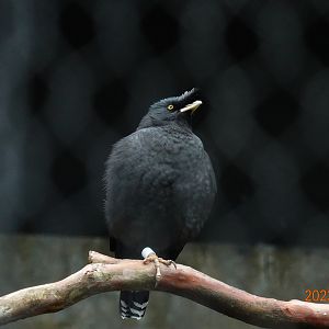 Crested Myna (Acridotheres cristatellus formosanus)