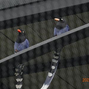 Taiwan Blue Magpie (Urocissa caerulea)