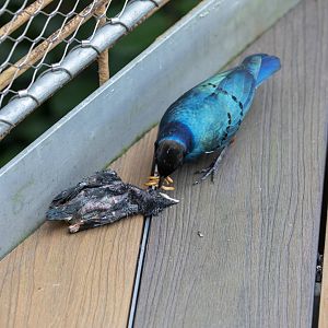 Superb starling (Lamprotornis superbus)