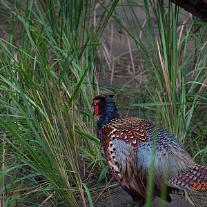 Taiwan Ring-necked Pheasant (Phasianus colchicus formosanus)