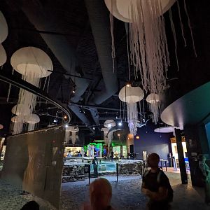New Jellyfish art pieces in the aquarium