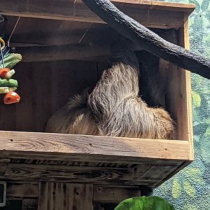 Linne's Two-toed Sloth "Indie"