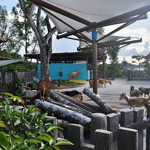 KidzWorld - Animal Land