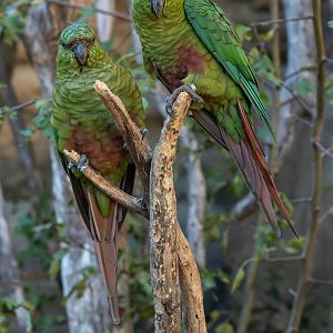 Austral parakeet (Enicognathus ferrugineus)