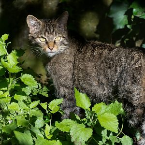 Scottish wildcat, Linton, UK