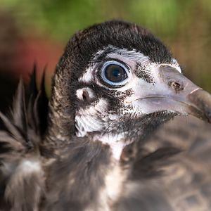 Juvenile hooded vulture, Linton, UK