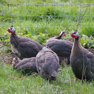 Helmeted Guineafowl(?)- 27/10/2023