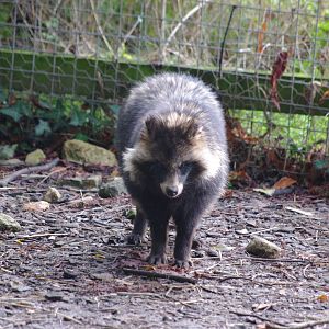 Raccoon Dog- 27/10/2023