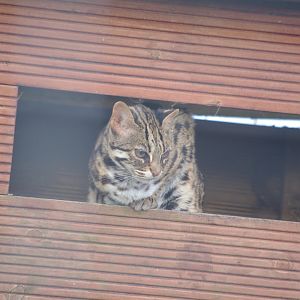 Leopard Cat- 27/10/2023
