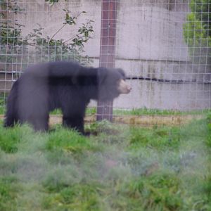 Indian Sloth Bear- 27/10/2023