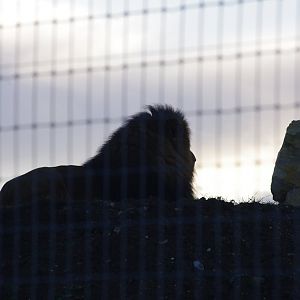 African Lion silhouette- 27/10/2023