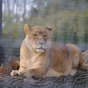 African Lion- 27/10/2023