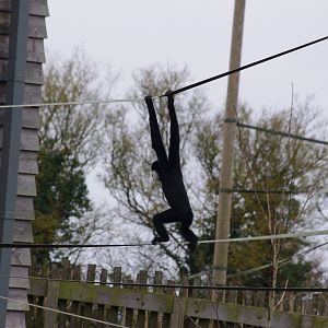 Northern White-cheeked gibbon- 4/3/2023