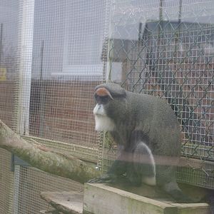 De Brazza's Monkey- 4/3/2023