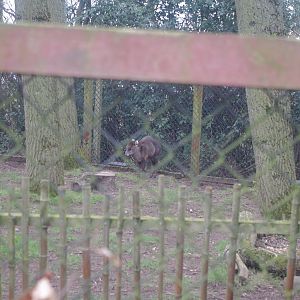 Michie's Tufted Deer- 4/3/2023