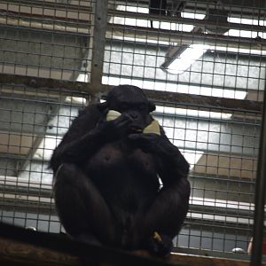Chimpanzee- 4/3/2023