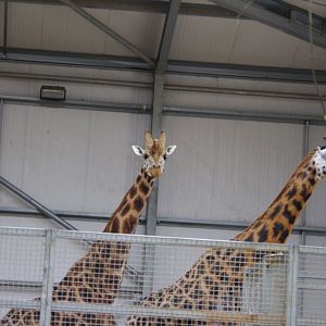 Rothschilds Giraffes- 4/3/2023