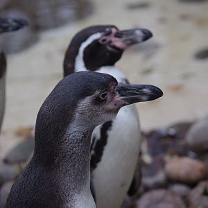 Humboldt Penguins- 4/3/2023