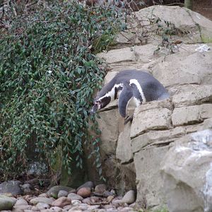 Humboldt Penguin- 4/3/2023