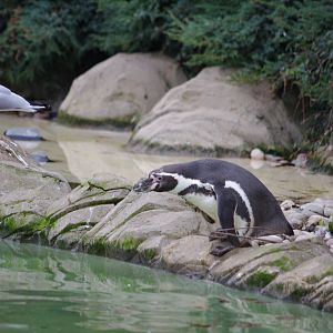 Humboldt Penguin- 4/3/2023