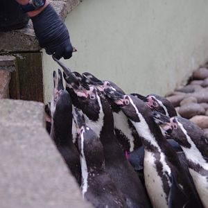 Humboldt Penguins- 4/3/2023
