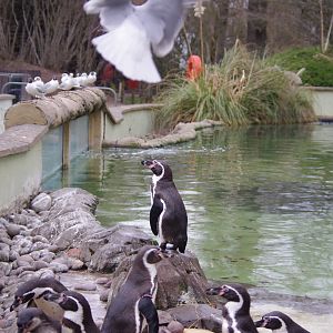 Humboldt Penguins- 4/3/2023