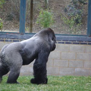 Oumbie- Western Lowland Gorilla silverback- 4/3/2023