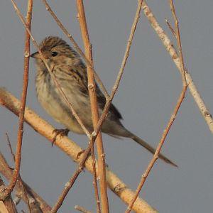 unknown sparrow