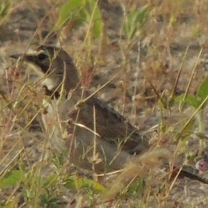 horned lark